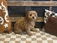 Bently, a male Cavapoo and Cavalier King Charles Spaniel for sale in Fulton, KS – 4 of 8