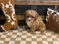 Dexter, a male Cavapoo and Cavalier King Charles Spaniel for sale in Fulton, KS – 4 of 6