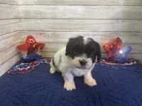 Fred, a male Cavalier King Charles Spaniel and Cavachon for sale in Fulton, KS – 4 of 6