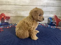 Sky, a female Cavapoo and Cavalier King Charles Spaniel for sale in Fulton, KS – 3 of 7
