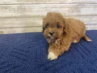 Kate, a female Cavapoo and Cavalier King Charles Spaniel for sale in Fulton, KS – 4 of 5