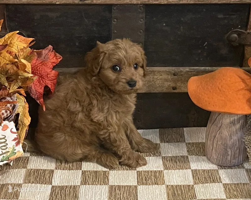 Axel, a male Cavapoo and Cavalier King Charles Spaniel for sale in Fulton, KS – 1 of 6