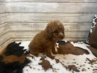 Samson, a male Cavapoo and Poodle - Miniature  for sale in Fulton, KS – 4 of 4