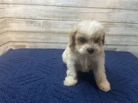 William, a male Cavapoo and Cavalier King Charles Spaniel for sale in Fulton, KS – 3 of 4