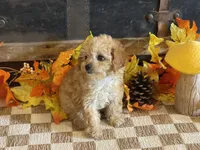 Miley, a female Cavapoo and Cavalier King Charles Spaniel for sale in Fulton, KS – 4 of 5