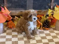 Milo, a male Cavapoo and Cavalier King Charles Spaniel for sale in Fulton, KS – 2 of 7