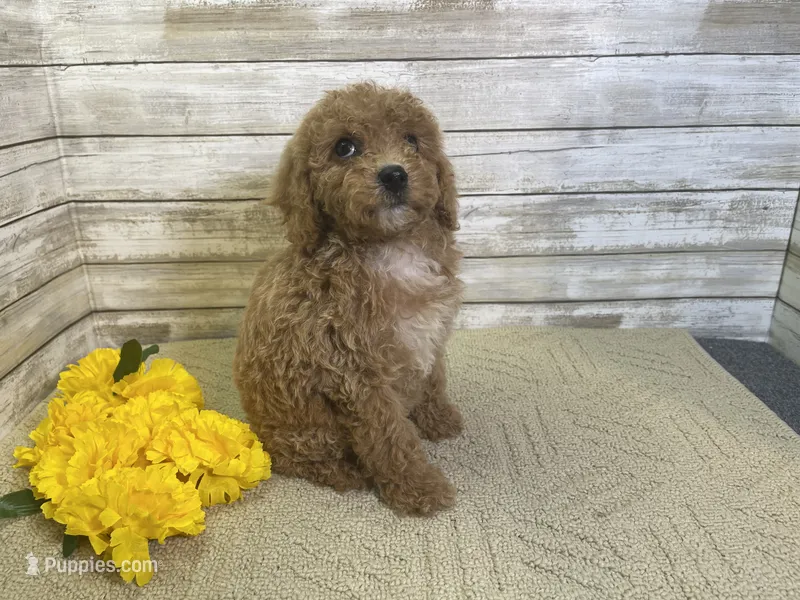 Sunny – Cavapoo, Cavalier King Charles Spaniel puppy for sale in Fulton, KS