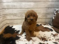 Sugar, a female Cavapoo and Poodle - Miniature  for sale in Fulton, KS – 6 of 6