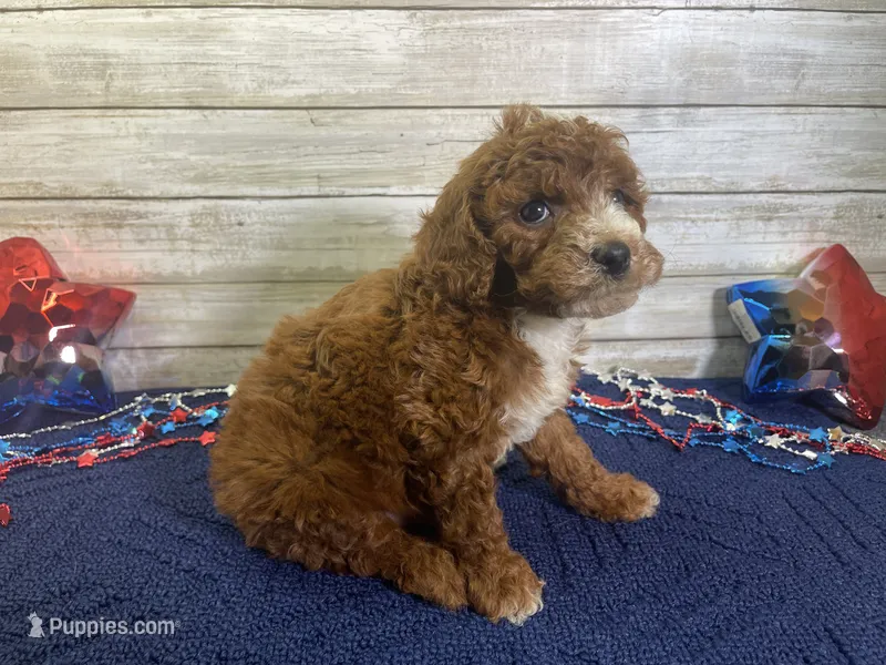 Sandy – Cavapoo, Cavalier King Charles Spaniel puppy for sale in Fulton, KS