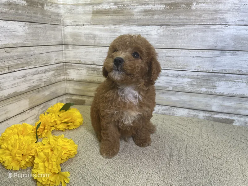 Stanley – Cavapoo, Cavalier King Charles Spaniel puppy for sale in Fulton, KS