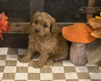 Axel, a male Cavapoo and Cavalier King Charles Spaniel for sale in Fulton, KS – 6 of 6