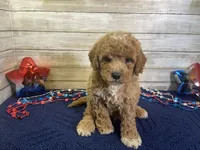 Spencer, a male Cavapoo and Cavalier King Charles Spaniel for sale in Fulton, KS – 7 of 7
