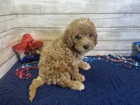 Spencer, a male Cavapoo and Cavalier King Charles Spaniel for sale in Fulton, KS – 6 of 7