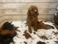 Samson, a male Cavapoo and Poodle - Miniature  for sale in Fulton, KS – 3 of 4