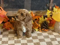 Max, a male Cavapoo and Cavalier King Charles Spaniel for sale in Fulton, KS – 5 of 6