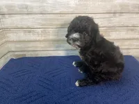 Peter, a male Cavapoo for sale in Fulton, KS – Photo 3 of 6