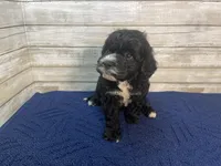 Peter, a male Cavapoo for sale in Fulton, KS – Photo 6 of 6