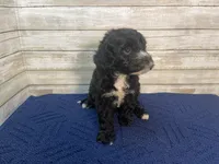 Peter, a male Cavapoo for sale in Fulton, KS – Photo 4 of 6