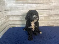 Peter, a male Cavapoo for sale in Fulton, KS – Photo 5 of 6