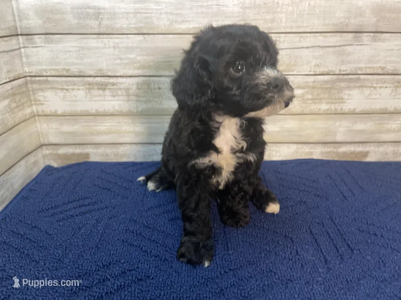 Peter – Cavapoo puppy for sale in Fulton, KS