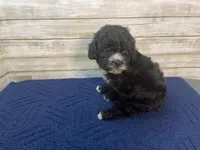 Peter, a male Cavapoo for sale in Fulton, KS – Photo 2 of 6