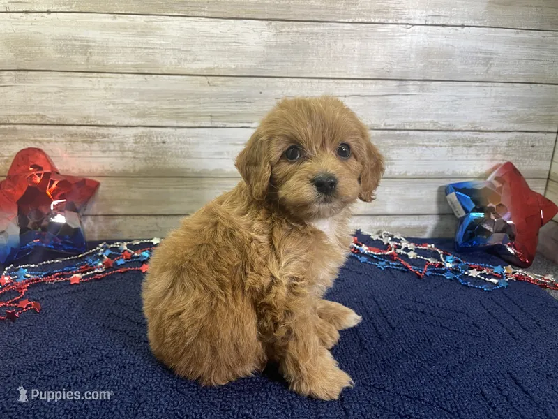 Sky – Cavapoo, Cavalier King Charles Spaniel puppy for sale in Fulton, KS
