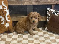 Bently, a male Cavapoo and Cavalier King Charles Spaniel for sale in Fulton, KS – 3 of 8