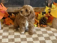 Max, a male Cavapoo and Cavalier King Charles Spaniel for sale in Fulton, KS – 2 of 6