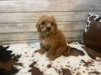 Scooter, a male Cavapoo and Poodle - Miniature  for sale in Fulton, KS – 3 of 8