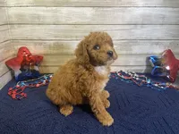 Stanley, a male Cavapoo and Cavalier King Charles Spaniel for sale in Fulton, KS – 5 of 7