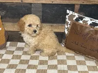 Buster, a male Cavapoo and Cavalier King Charles Spaniel for sale in Fulton, KS – 4 of 6