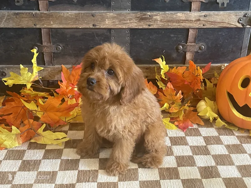 Sugar – Cavapoo, Poodle - Miniature  puppy for sale in Fulton, KS