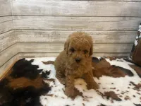 Sophie, a female Cavapoo and Poodle - Miniature  for sale in Fulton, KS – 2 of 6