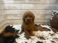 Sugar, a female Cavapoo and Poodle - Miniature  for sale in Fulton, KS – 5 of 6