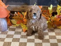 Molly, a female Cavapoo and Cavalier King Charles Spaniel for sale in Fulton, KS – 5 of 5