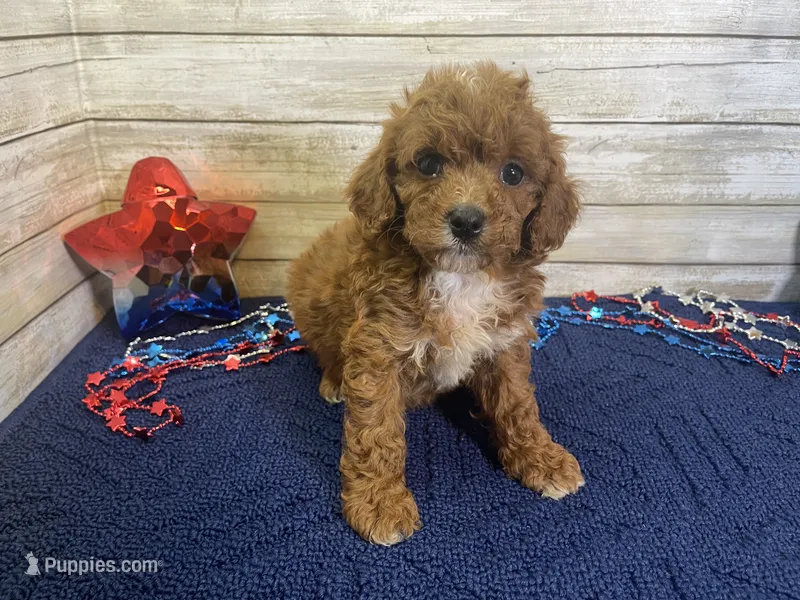Sydney – Cavapoo, Cavalier King Charles Spaniel puppy for sale in Fulton, KS