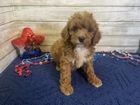 Sydney, a female Cavapoo and Cavalier King Charles Spaniel for sale in Fulton, KS – 1 of 7