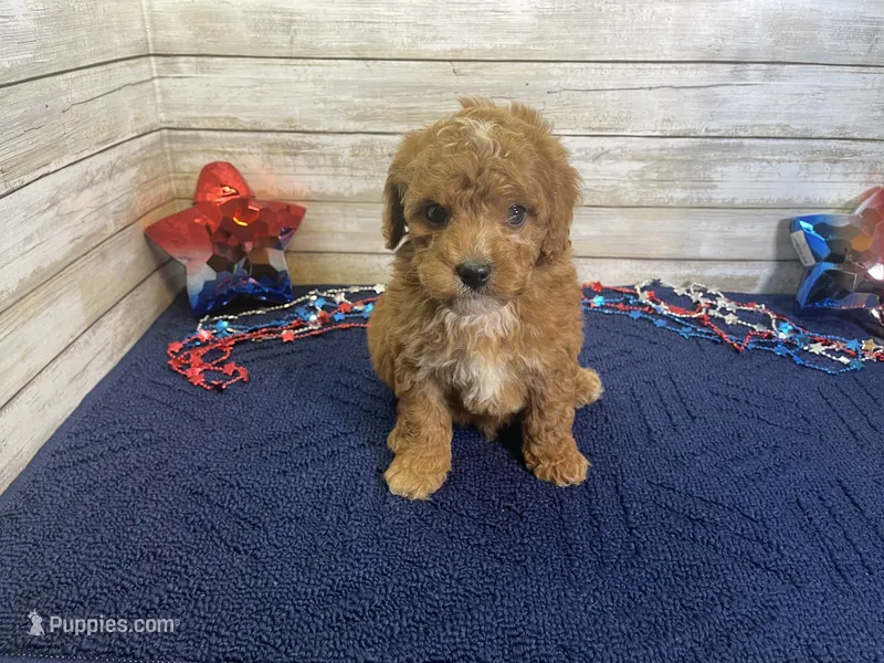 Stanley – Cavapoo, Cavalier King Charles Spaniel puppy for sale in Fulton, KS