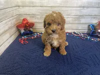 Stanley, a male Cavapoo and Cavalier King Charles Spaniel for sale in Fulton, KS – 1 of 7