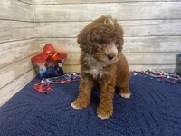 Sandy, a female Cavapoo and Cavalier King Charles Spaniel for sale in Fulton, KS – 2 of 8