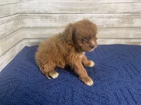 Charlotte, a female Cavapoo and Cavalier King Charles Spaniel for sale in Fulton, KS – 5 of 5