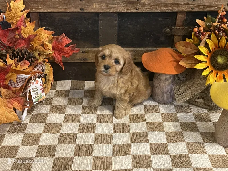 Arial – Cavapoo, Cavalier King Charles Spaniel puppy for sale in Fulton, KS
