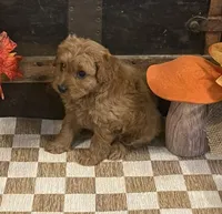 Axel, a male Cavapoo and Cavalier King Charles Spaniel for sale in Fulton, KS – 4 of 6
