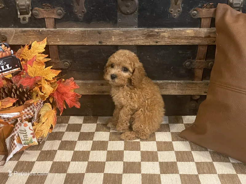 Stanley – Cavapoo, Poodle - Miniature  puppy for sale in Fulton, KS