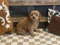 Bently, a male Cavapoo and Cavalier King Charles Spaniel for sale in Fulton, KS – 8 of 8