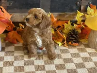 Max, a male Cavapoo and Cavalier King Charles Spaniel for sale in Fulton, KS – 3 of 6