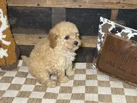 Buster, a male Cavapoo and Cavalier King Charles Spaniel for sale in Fulton, KS – 2 of 6