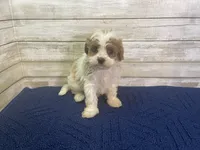 Diana, a female Cavapoo and Cavalier King Charles Spaniel for sale in Fulton, KS – 2 of 5