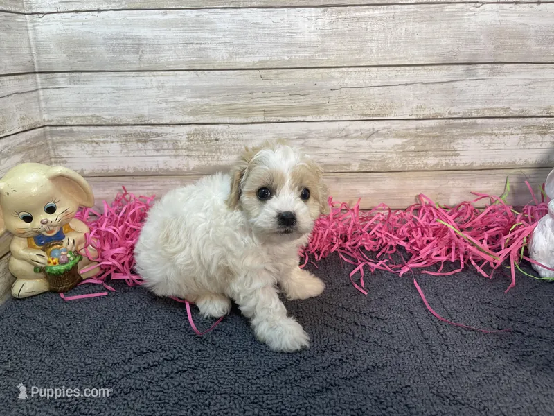 Jan, a female Cavapoo and Cavalier King Charles Spaniel for sale in Fulton, KS – Photo 1 of 4