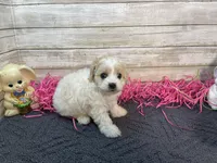 Jan, a female Cavapoo and Cavalier King Charles Spaniel for sale in Fulton, KS – Photo 1 of 4